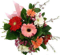 Gerbera Festival