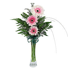 Trinity Gerbera Daisies