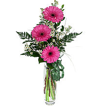 Gerbera