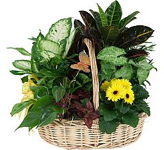 Deluxe Mixed Plants