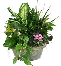 Indoor Plants Delivery | Find Your Perfect Indoor Plant