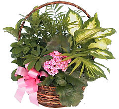 Gift of Plants