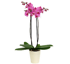 Orchid Blush