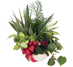 Planter Garden