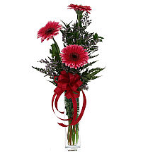 Gerbera Daisy Trio