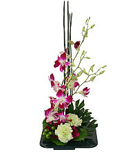 Dendrobium Fantasy
