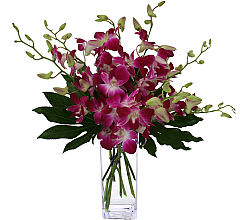 Splendid Orchids