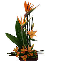 Tropical Fantasy