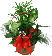 Small Christmas Planter