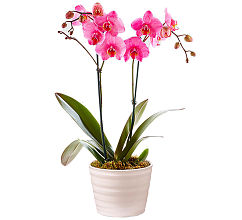 Indoor Plants Delivery | Find Your Perfect Indoor Plant