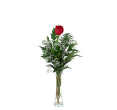 1 Red Rose