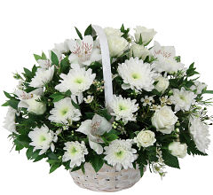 White Chrysanthemum 