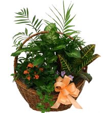 Popular Plants