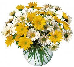 Dashing Daisies