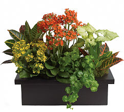 Stylish Plant Assortment