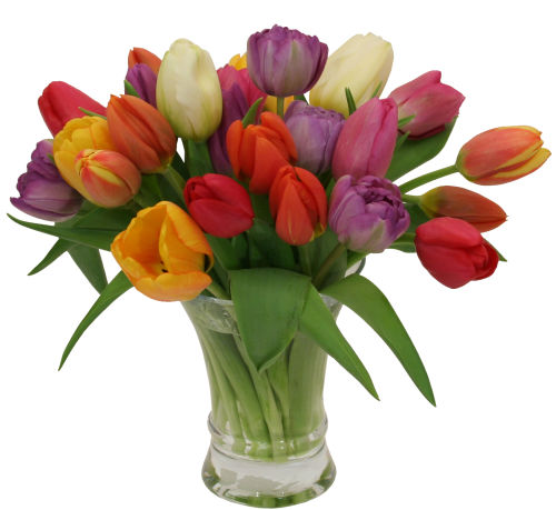 Two Dozen Tulips