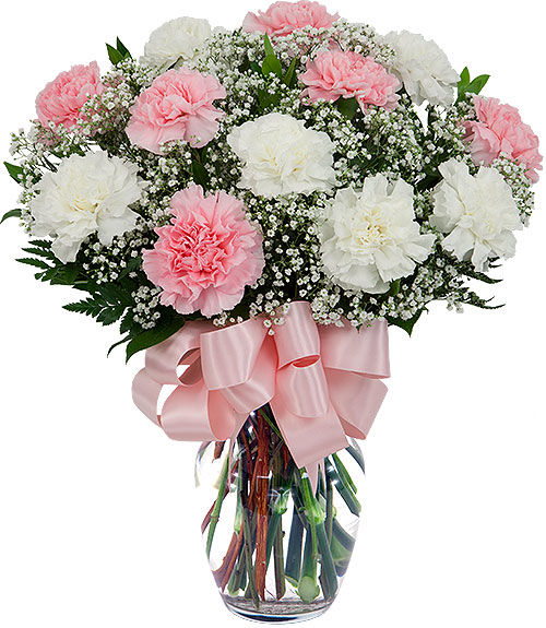 12 Pink & White Carnations