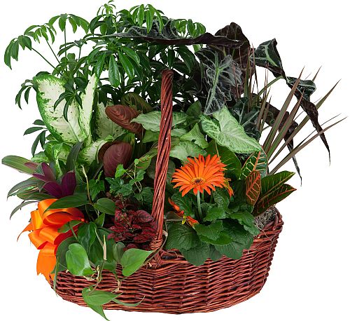 Be Well Plant Basket PL9AA · Indoor Plants · Canada