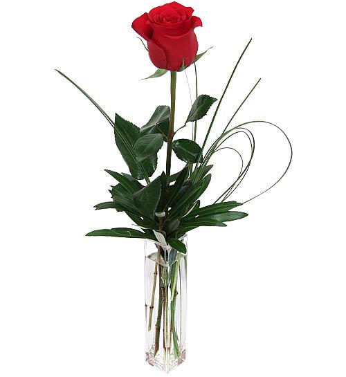 https://www.canadaflowers.ca/imagecache/product/cf-love-romance/single-red-rose.jpg?s=8