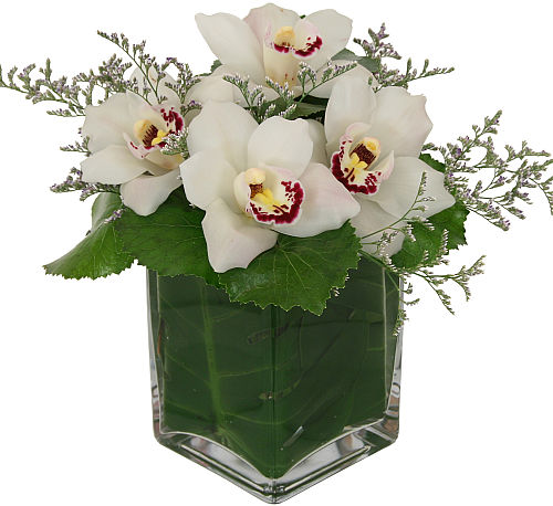 Exquisite Cymbidium Orchids