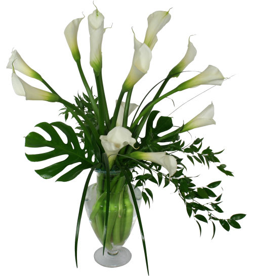 Majestic Calla Lilies