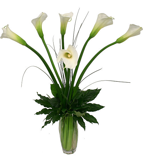 White Calla Lilies #PR5AA • Canada Flowers