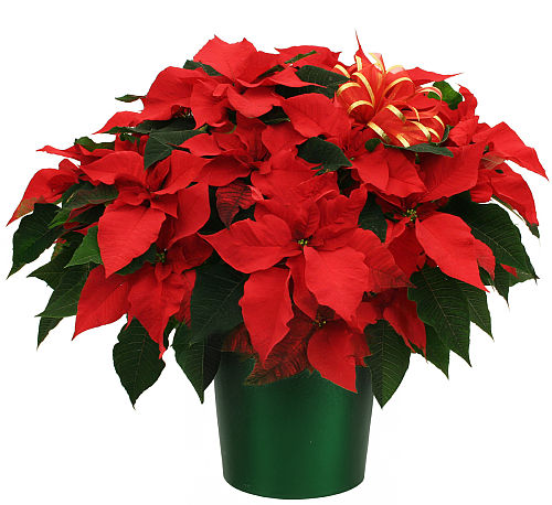 Amazing Red Poinsettia