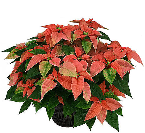 Large Pink Poinsettia