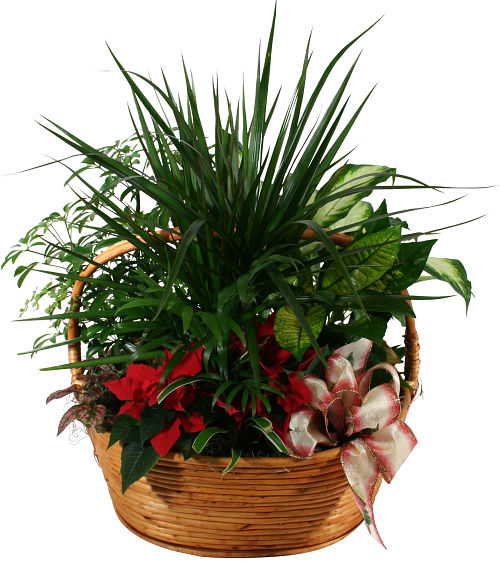 Large Poinsettia Planter