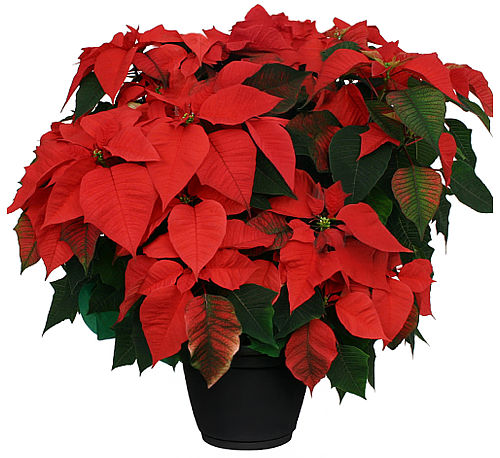 Large Red Poinsettia