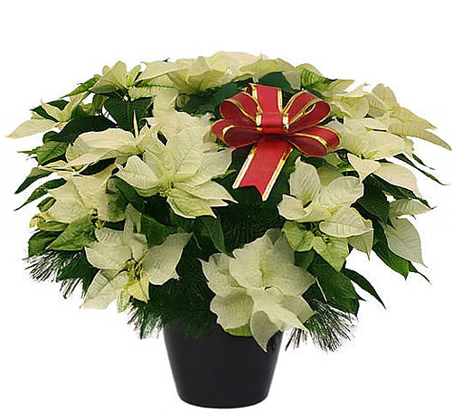 Large White Poinsettia