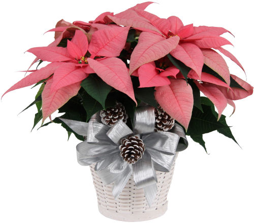 Pink Poinsettia