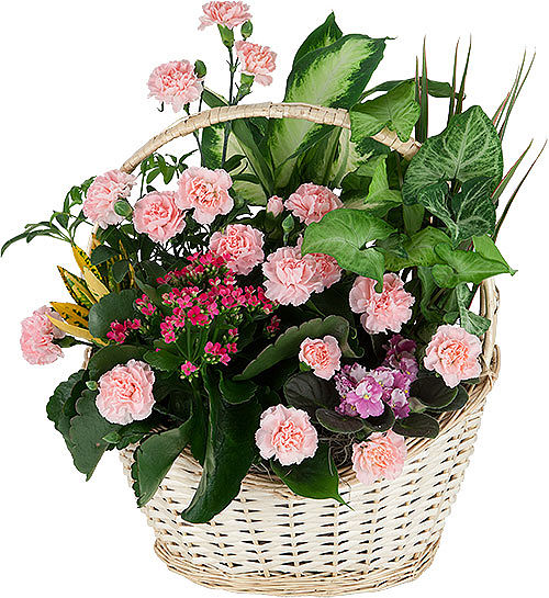 Flowers & Plants Basket