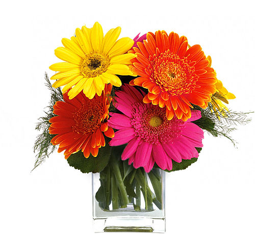 Teleflora's Fiesta Gerbera Vase