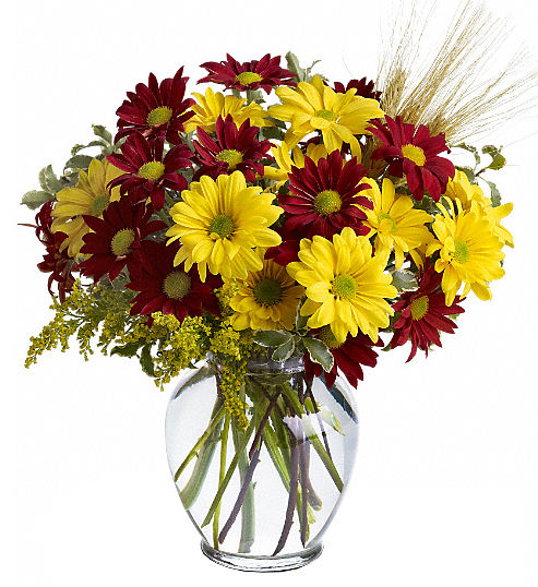 Teleflora's Fall Daisies