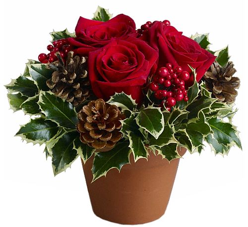 Teleflora's Holly Holiday