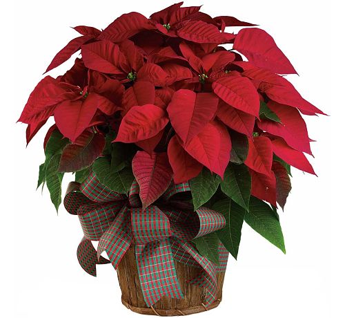 traditional christmas flowers and plants