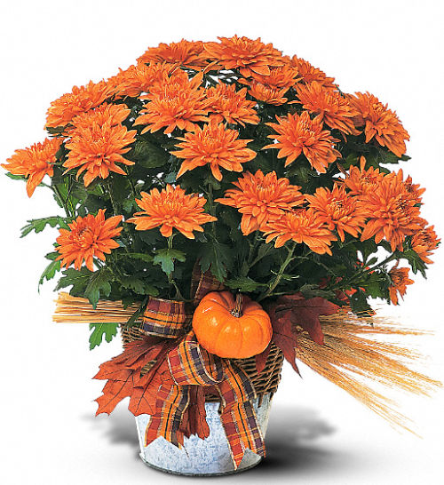 Teleflora's Bronze Cushion Mums