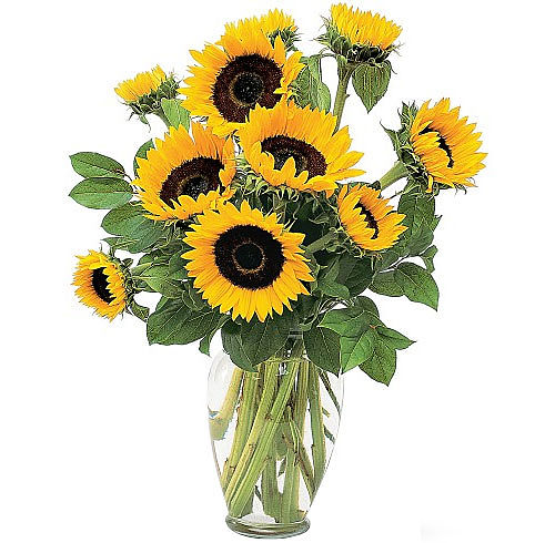 Teleflora's Shining Sunflowers