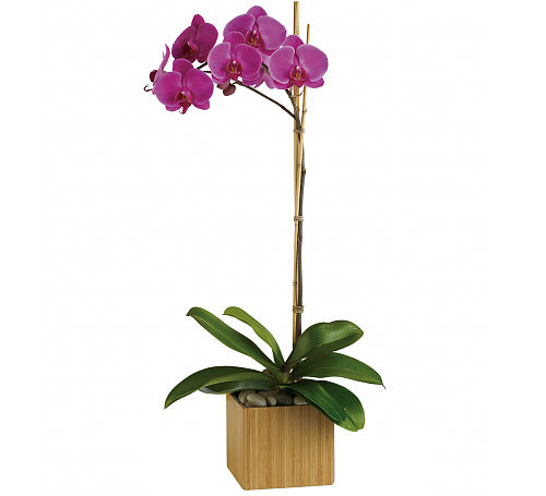 Teleflora's Imperial Purple Orchid