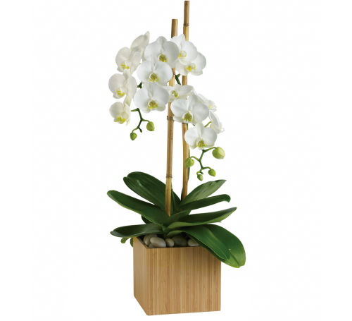 Teleflora's Opulent Orchids