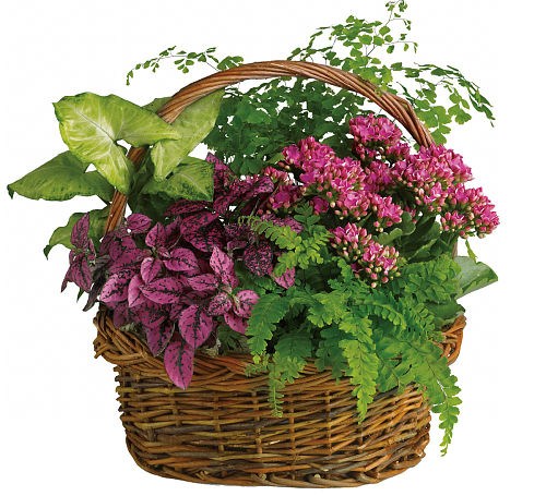https://www.canadaflowers.ca/imagecache/product/teleflora-indoor-plants/secret-garden-basket.jpg