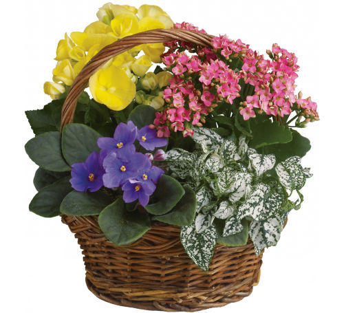 Teleflora's Spring Has Sprung Planter