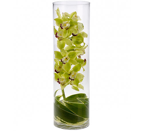 Teleflora's Zensational Cymbidium Orchids