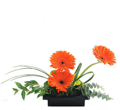 Teleflora's Zen Gerbera Bowl