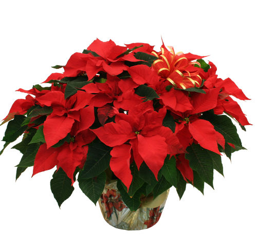 next christmas flowers and plants