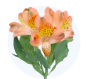 Peach Alstromeria