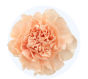 Peach Standard Carnation